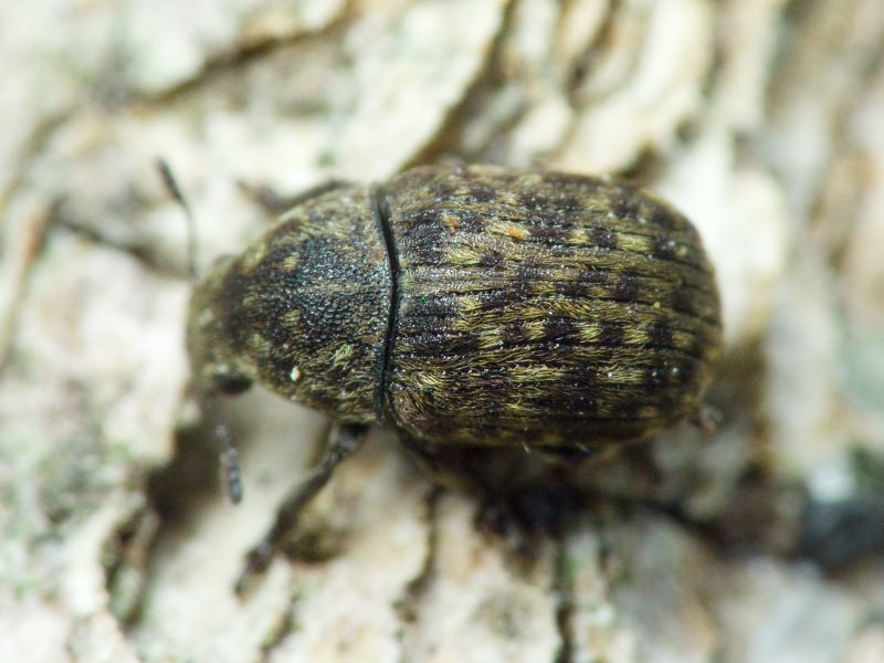 Anthribus nebulosus Förster, 1771